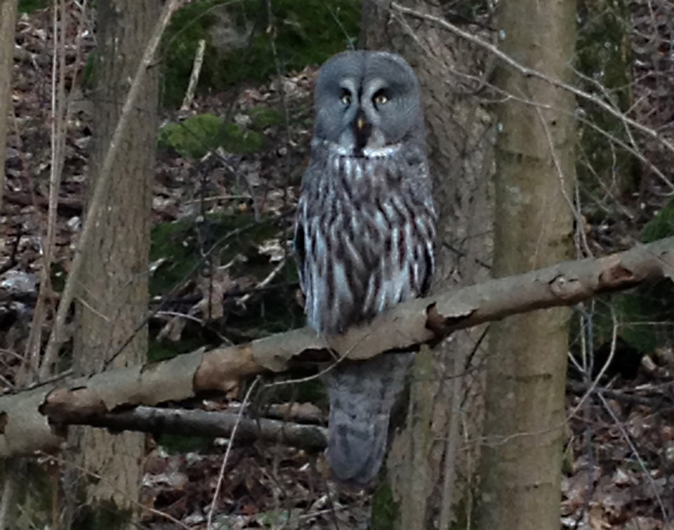Lappugle observert i vårt område